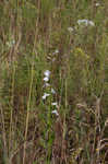 Florida lobelia